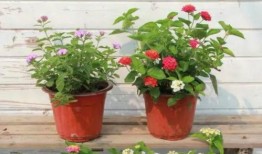 阜阳丁娟爆料事件视频最新,真相与争议交织的舆论漩涡